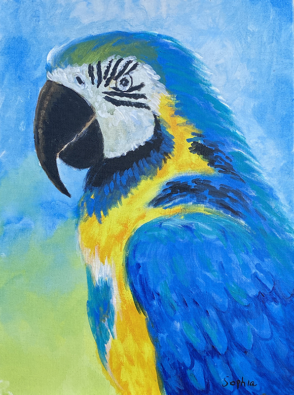 Arara azul - 30 x 40 - AST -2021